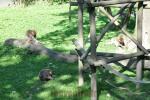 Macaque du Japon