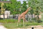 Girafe d'Afrique de l'Ouest