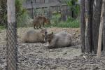 Tapir terrestre - Capybara