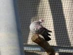 Pigeon de Guinée