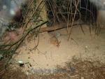 Rat sauteur géant de Madagascar