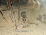 Rat sauteur géant de Madagascar