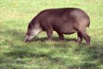 Tapir terrestre