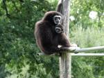 Gibbon à mains blanches 