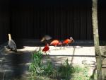 Ibis rouge -  Ibis mandore