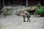 Hyène tachetée 