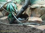 Serpent ratier oriental