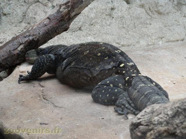 Varan crocodile
