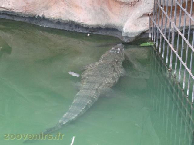 Crocodile d'Afrique de l'Ouest
