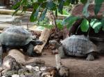 Tortues des Galapagos