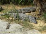 Crocodile du Nil 