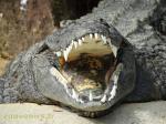 Crocodile du Nil 