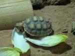 Jeune tortue sillonnée