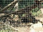Coati à queue annelée