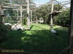 Cigogne - Ibis sacré