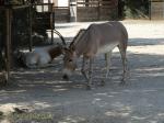 Oryx dammah -  Âne de Somalie 