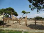 Girafe de Kordofan