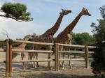 Girafe de Kordofan 
