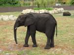 Éléphant d'Afrique 