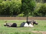 Rhinocéros noir 