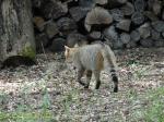 Chat forestier