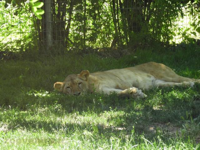 Lion d'Angola 