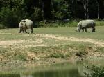Rhinocéros blanc 