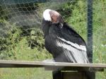 1 Condor des Andes