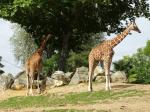 24 Girafe