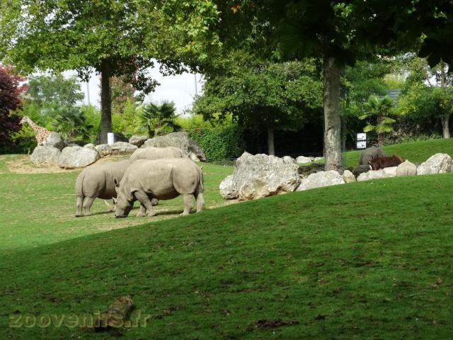24 Rhinocéros blanc