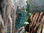 48 Caméléon panthère - Gecko géant de Madagascar