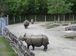 10 Rhinocéros indien