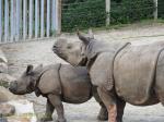 10 Rhinocéros indien