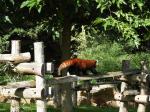 14 Panda roux