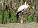 Tantale ibis 