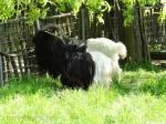 Chèvre col noir du Valais