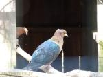 Pigeon bouvreuil archange