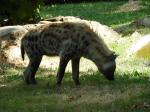 19 Hyène tachetée