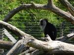 20 Macaque ouandérou