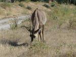 Antilope rouanne