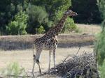 Girafe de Kordofan