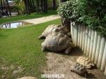 Tortue à éperons - Tortue géante d’Aldabra - Tortue léopard