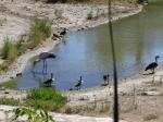 Canard à bosse - Tantale ibis