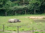Rhinocéros indien